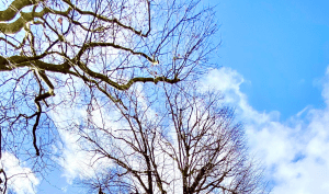 arbres ciel