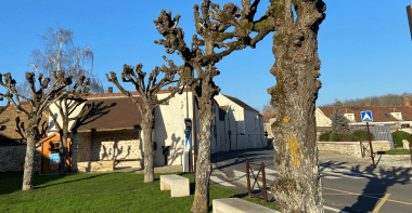 Arbres