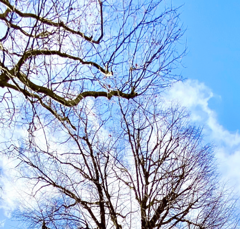 arbres ciel